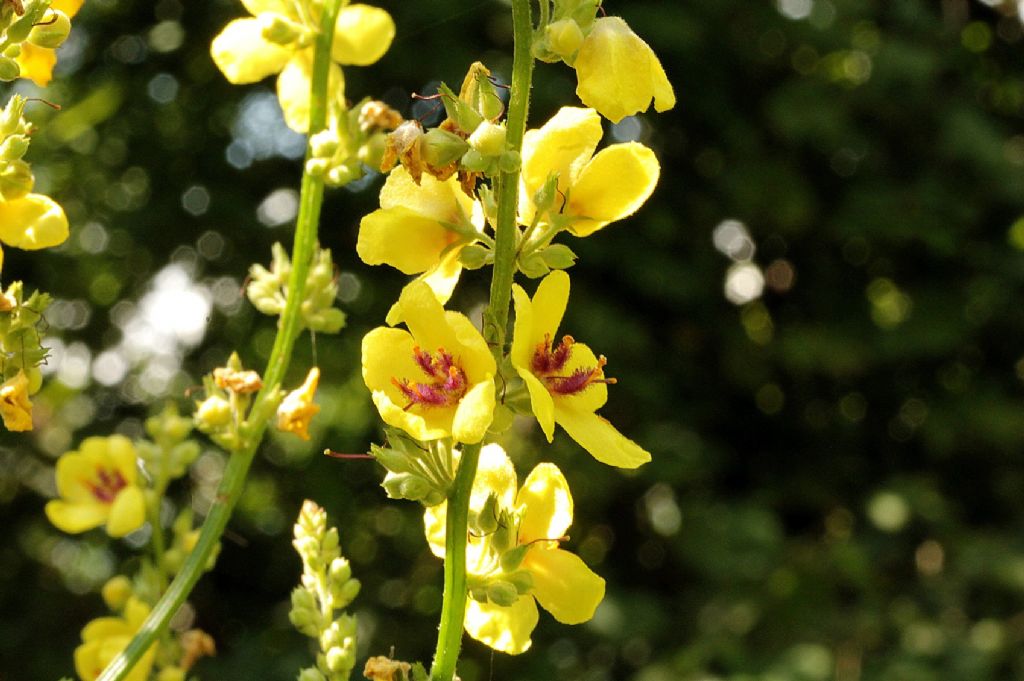Verbascum chaixii / Verbasco di Chaix